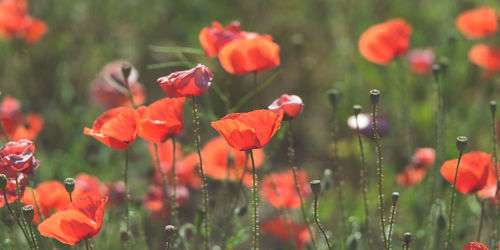 Close-up of red poppy flowers in field