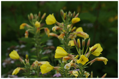 Close-up of yellow flowers blooming outdoors