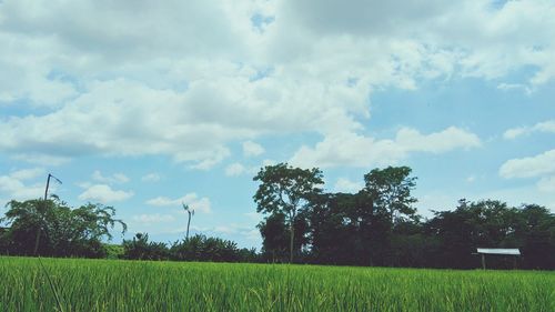 Scenic view of field against sky