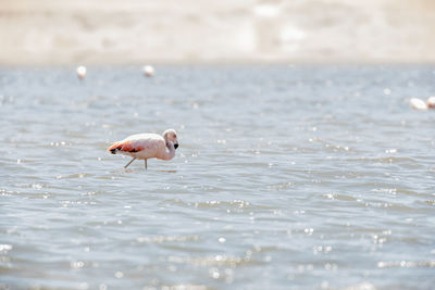 Seagull on a beach