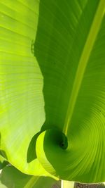 Close-up of green leaf