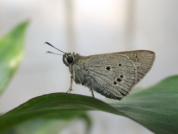 Butterfly on leaf