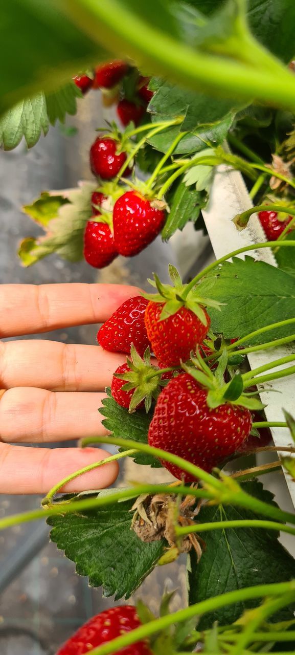 healthy eating, food, food and drink, fruit, berry, freshness, strawberry, leaf, plant part, red, wellbeing, hand, plant, produce, nature, agriculture, growth, close-up, ripe, organic, green, day, one person, flower, outdoors, holding, juicy, lifestyles