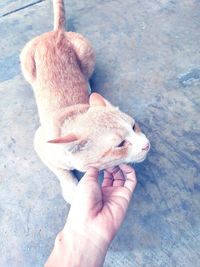 Cropped hand of woman holding cat