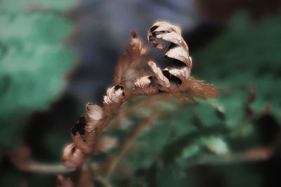 Close-up of wilted flower