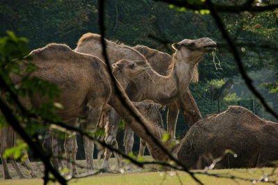 Camels at lunch