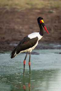 Female saddle-billed stork walks through stagnant waterhole