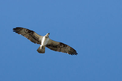 Low angle view of eagle flying against clear blue sky