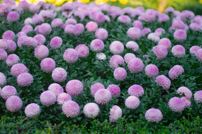 Close-up of pink flowering plants