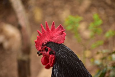 Close-up of rooster