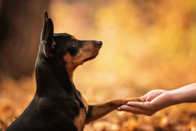 Cropped hand holding dog paw