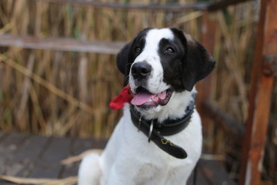 Close-up portrait of a dog