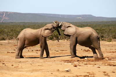 African elephants playing on field