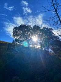 tree