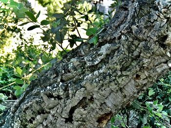 Low angle view of lichen on tree trunk