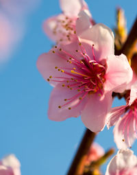Close-up of pink cherry blossom against sky