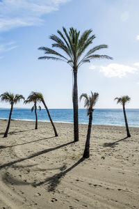 Palm trees on beach against sky