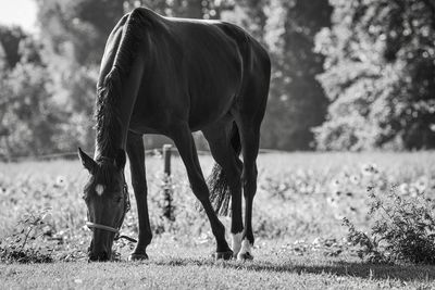 Horse grazing in a field