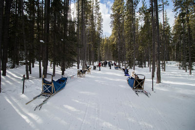 Trees on snow covered field, dogsledding