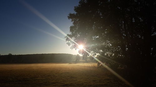 Sunlight streaming through trees on field against sky on sunny day