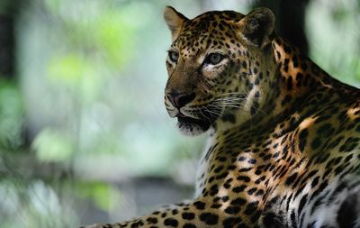 Close-up of jaguar