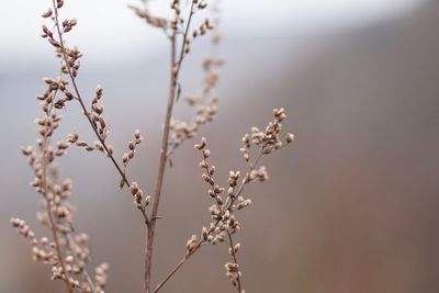 Close-up of flowers on twig