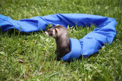 A domestic ferret playing in the grass with long blue tunnel toy. looking out of the tunnel