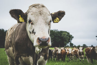 Portrait of cow on field