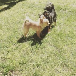 Dog standing on grassy field