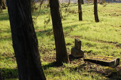 Trees on field in forest