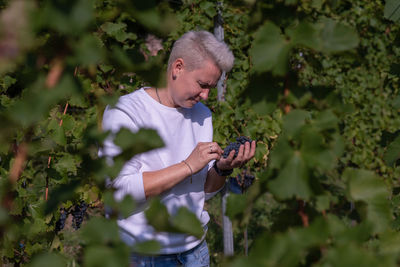 Woman picking grapes at harvest time