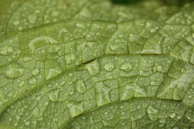 Dew drops on the flowers and plants, rainy day, macro and close-up photo, nature background.