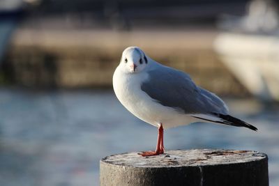 Close-up of seagull perching on wooden post