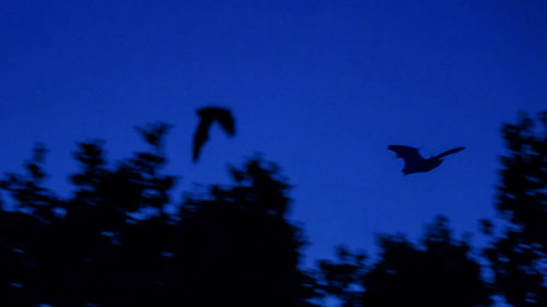 Low angle view of silhouette birds flying against clear sky