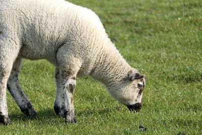 Sheep grazing in a field