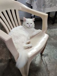 Portrait of cat sitting on chair