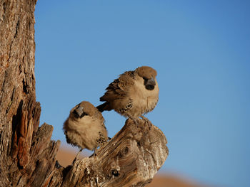 Low angle view of bird perching on tree