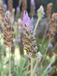 Close-up of purple flowering plant on field