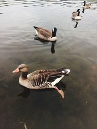 High angle view of swans swimming on lake