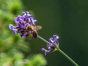 Close-up of bee pollinating on purple flower