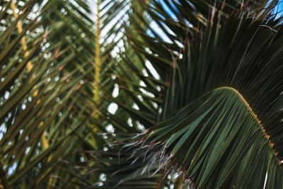 Close-up of palm tree