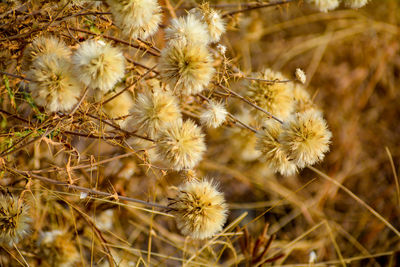 Close-up of flowering plant on field