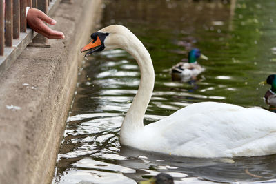 Swan floating on lake