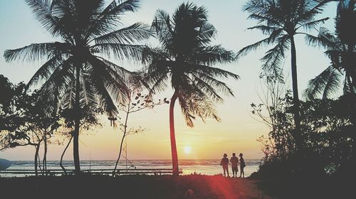 Palm trees on beach at sunset