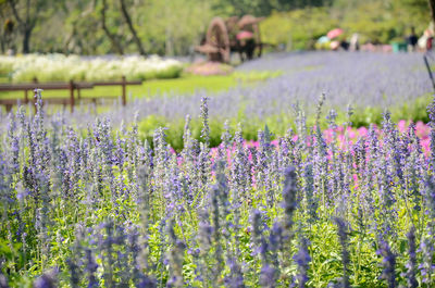 Close-up of purple flowering plants on field