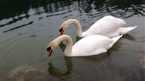 Swans swimming in water