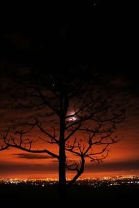 Silhouette of bare trees against sky at night