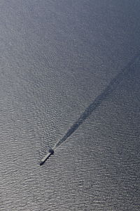 High angle view of turtle in sea