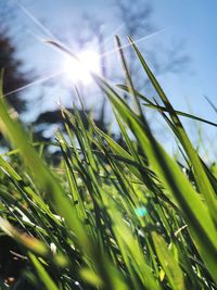 Close-up of plants growing on field against sky