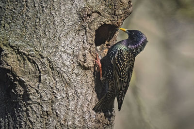 Close-up of bird perching on tree trunk